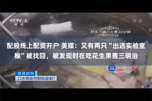 配股线上配资开户 美媒：又有两只“出逃实验室猴”被找回，被发现时在吃花生果酱三明治